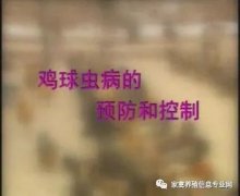 夏季球蟲(chóng)到底該怎么預(yù)防治療？都在這里！