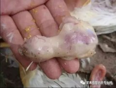 肉雞最頭疼的還是腺肌胃炎，到底該怎么解決？